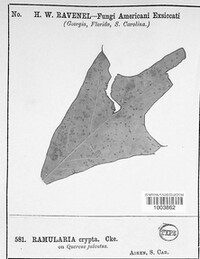 Ramularia crypta image